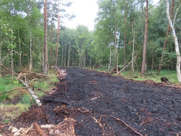 Dämme aus Holz und Torf quer zur Entwässerungsrichtung stauen die großflächigen ehemaligen Torfstiche ein.