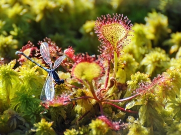 Hufeisen-Azurjungfer und Rundblättriger Sonnentau auf Torfmoosen