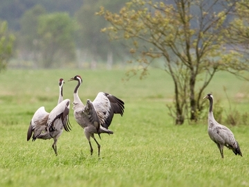 Typische Besucher des Naturschutzgebietes: Kraniche