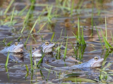 Der Moorfrosch bevorzugt Lebensräume mit hohen Grundwasserständen. Im Projektgebiet wurden dafür jetzt optimale Voraussetzungen geschaffen.