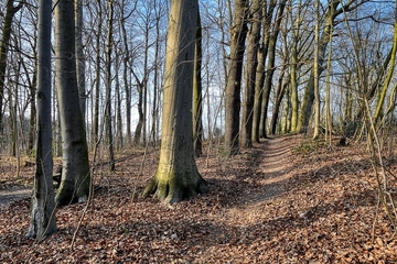 Marklohe LRT 9110 - Hainsimsen-Buchenwald