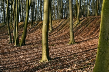 LRT 9110 - Hainsimsen-Buchenwald