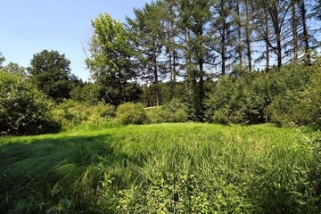 Verlandetes Stillgewässer