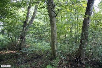 Fragment des LRT 9160 - Feuchte Eichen- und Hainbuchen-Mischwälder