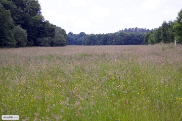 LRT 6510 - Magere Flachland-Mähwiese mit Glatthafer-Dominanz (Arrhenatherum elatius)