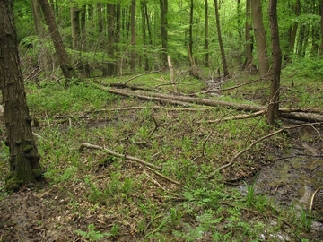 Erlen-Quellwald mit Kalktuffquelle