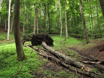 LRT 9130 - Waldmeister-Buchenwald mit Quellbach