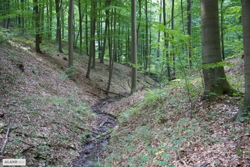 Naturnahes Bachtal in Buchenwald