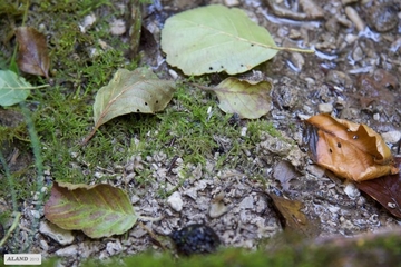 Kalktuff-Quellbach mit Sinterkalkbildung und Veränderlichem Sumpfstarknervmoos (Palustriella commutata)