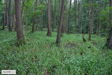 Erlen- und Eschen-Quellwald mit Dominanz der Hängenden Segge (Carex pendula) als LRT 91E0 - Auenwälder mit Erle, Esche, Weide
