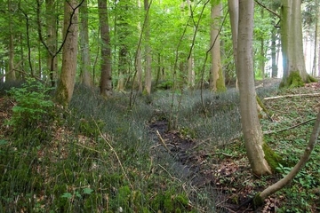 LRT 91E0 - Auenwälder mit Erle, Esche, Weide, hier mit Winter-Schachtelhalm (Equisetum hyemale)