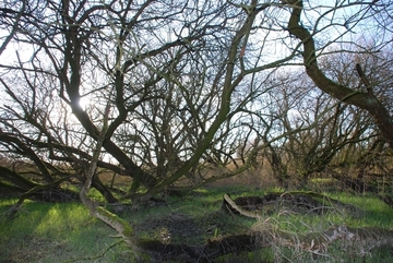 Strauchweidenbestand im Deichvorland bei Coldam