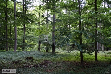 LRT 9130 - Waldmeister-Buchenwald geprägt durch Wald-Bingelkraut (Mercurialis perennis) als Kalkzeiger