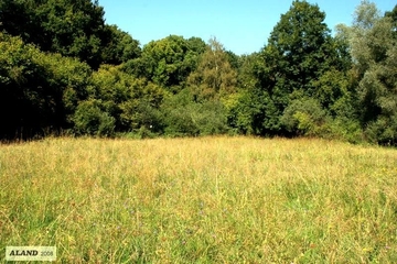 LRT 6410 - Pfeifengraswiese im Herbst auf der Schweineweide