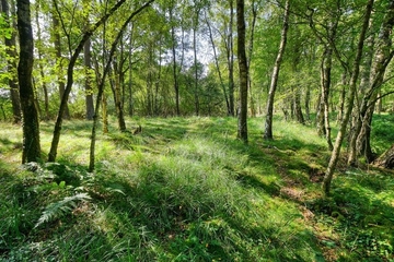 Wald im Osten des Gebiets