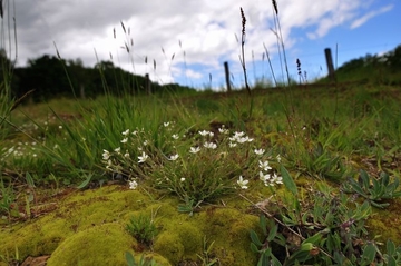 Galmei-Frühlings-Miere (Minuartia caespitosa) im Schwermetallrasen