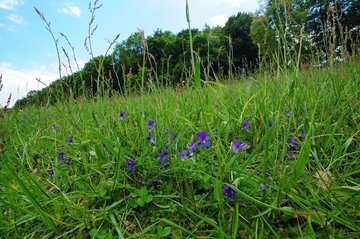 Wildes Stiefmütterchen (Viola tricolor) im Schwermetallrasen