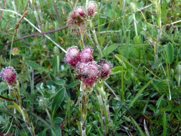 Gewöhnliches Katzenpfötchen (Antennaria dioica)