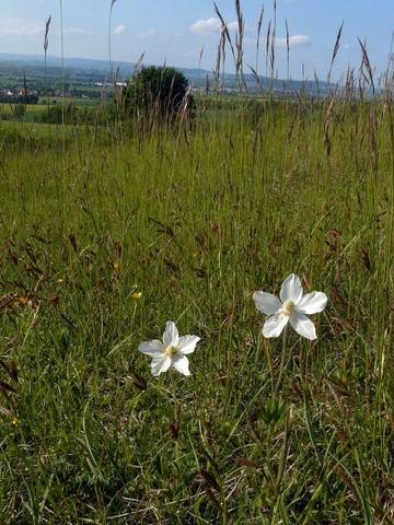 Großes Windröschen (Anemone sylvestris)