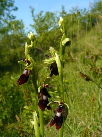 Fliegen-Ragwurz (Ophrys insectifera)