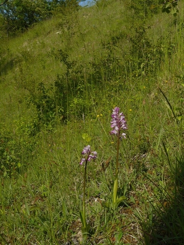 Helm-Knabenkraut (Orchis militaris)