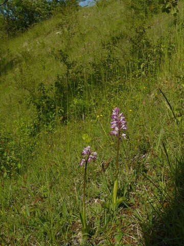 Helm-Knabenkraut (Orchis militaris)