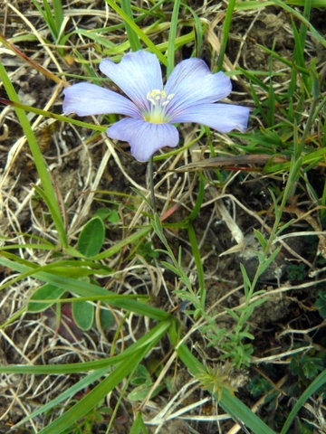 Lothringer Lein (Linum leonii)