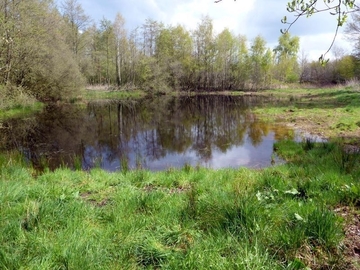 Weiher im günstigen Zustand für Amphibien