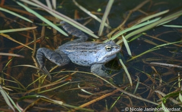 Moorfrosch - eine streng geschützte Art (Anhang IV der FFH-Richtlinie)