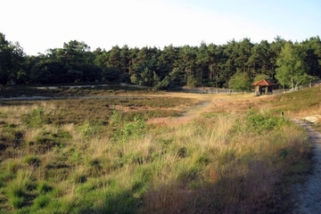 LRT 2310 - Sandheiden mit Besenheide und Ginster auf Binnendünen