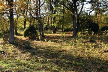 LRT 9190 - Alte bodensaure Eichenwälder auf Sandböden mit Stieleiche, hier mit Hudewaldcharakter