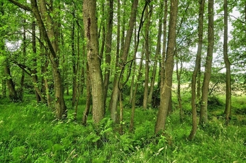 Foto aus FFH-Gebiet 308 Westerberge bei Rahden