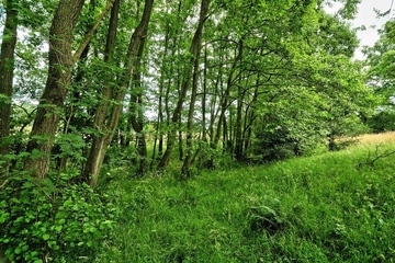 Foto aus FFH-Gebiet 308 Westerberge bei Rahden