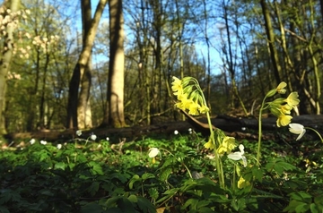 Hohe Schlüsselblume (Primula elatior) und Busch-Windröschen (Anemone nemorosa)