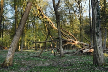 Dynamiken im Naturwald