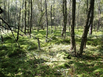 LRT 91D0 - Moorwald im Geestmoor