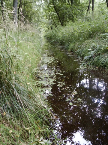 LRT 3260 - Klosterbach als Fließgewässer mit flutender Wasservegetation