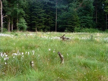 Fruchtendes Wollgras im Juni (LRT 7140)