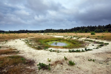 LRT 2330 - Offene Grasflächen mit Silbergras und Straußgras auf Binnendünen sowie LRT 3130 - Nährstoffarme bis mäßig nährstoffreiche Stillgewässer mit Strandlings- oder Zwergbinsenvegetation