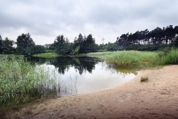 LRT 3130 - Nährstoffarme bis mäßig nährstoffreiche Stillgewässer mit Strandlings- oder Zwergbinsenvegetation