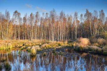 Oederquarter Moor - Sonstiger Birken- und Kiefern-Moorwald WVP - Kein LRT