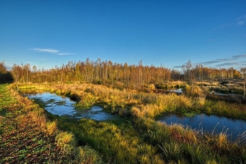 Wiedervernässung im Oederquarter Moor