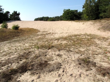 LRT 2330 - Offene Grasflächen mit Silbergras und Straußgras auf Binnendünen in den Voßbergen