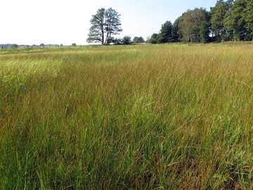 Magere Nasswiese mit der Faden-Binse (Juncus filiformis)