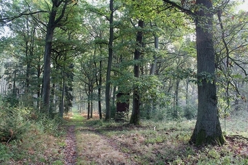 LRT 9190 - Alte bodensaure Eichenwälder auf Sandböden mit Stieleiche