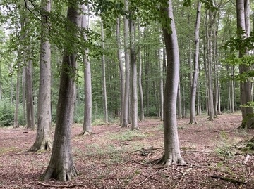 Hallerburger Holz