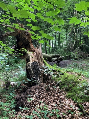 Hallerburger Holz