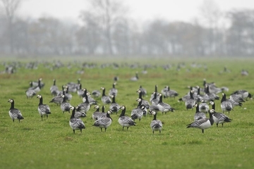 Weißwangengans – besonders geschützte Art sowie im Anhang I der EU-Vogelschutzrichtlinie geführt