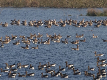 Blässgans - besonders geschützt sowie im Rahmen der EU-Vogelschutzrichtlinie wichtige Zugvogelart