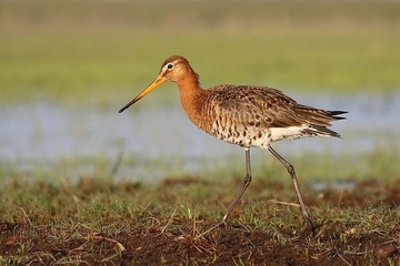 Uferschnepfe - streng geschützt sowie im Rahmen der EU-Vogelschutzrichtlinie wichtige Zugvogelart